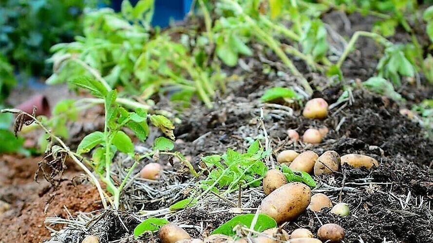 patatas-cosecha-2|forigo1|sweet-potato-756803_960_720